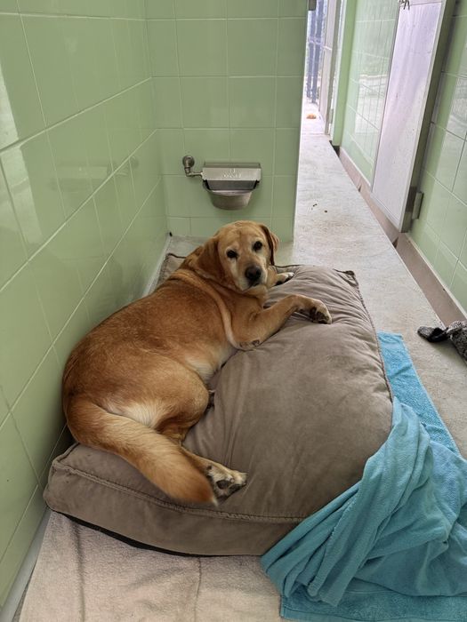 Scott - xLabrador, 7 anos