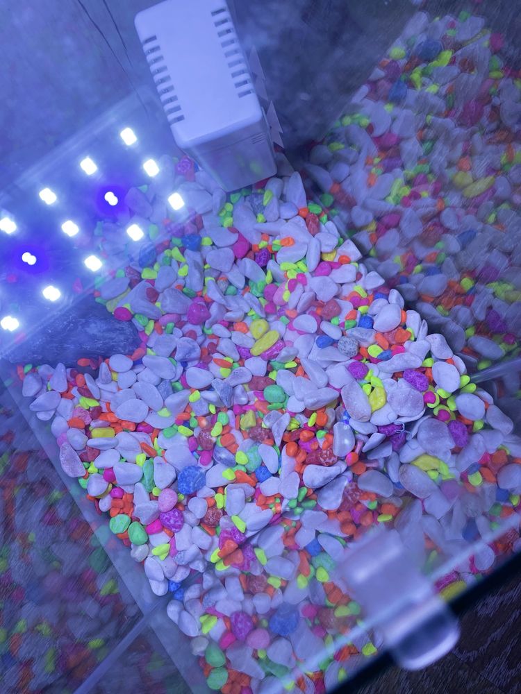 Aquario 10L com lampada led