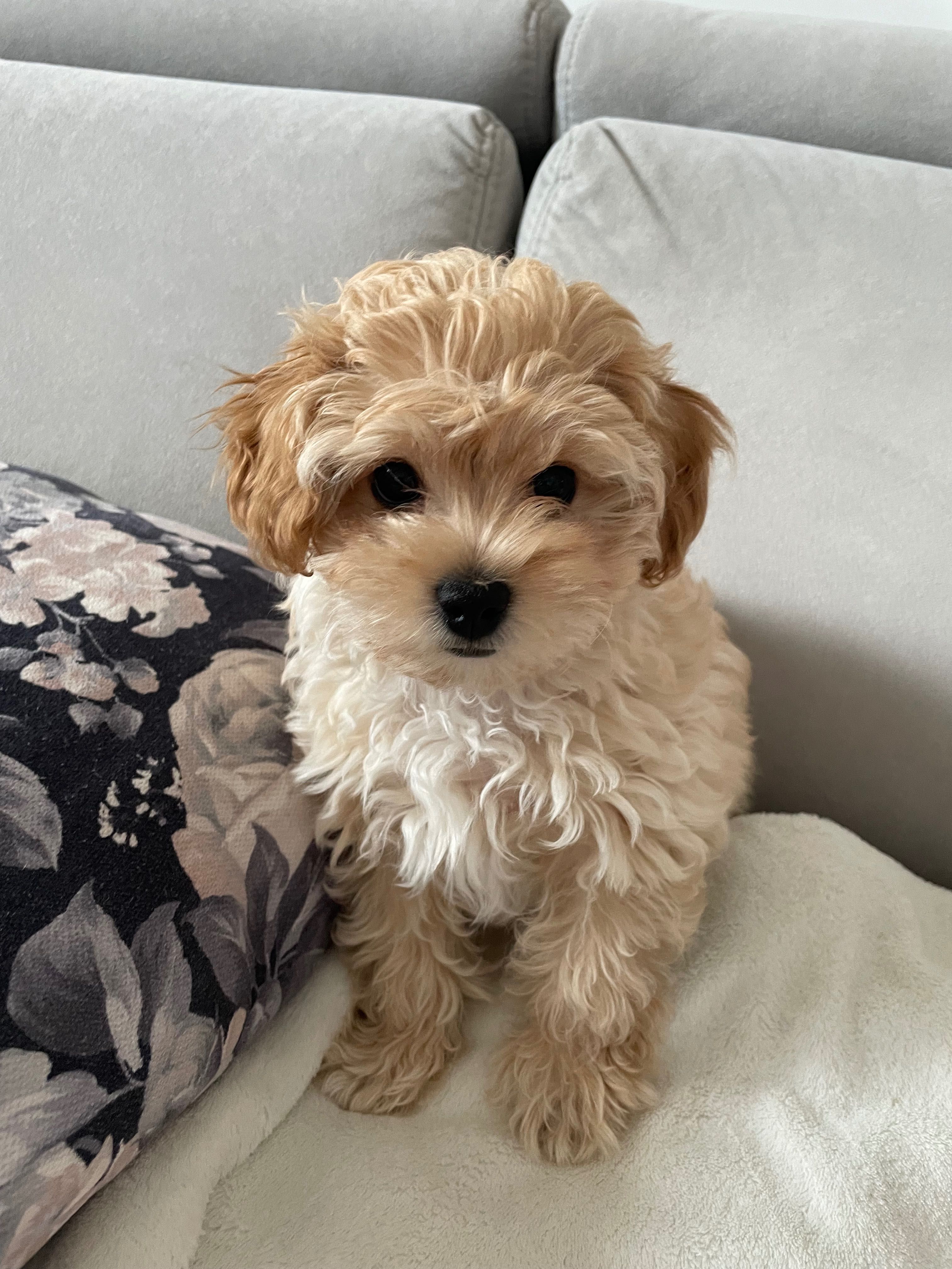 Maltipoo gotowy do zmiany domu