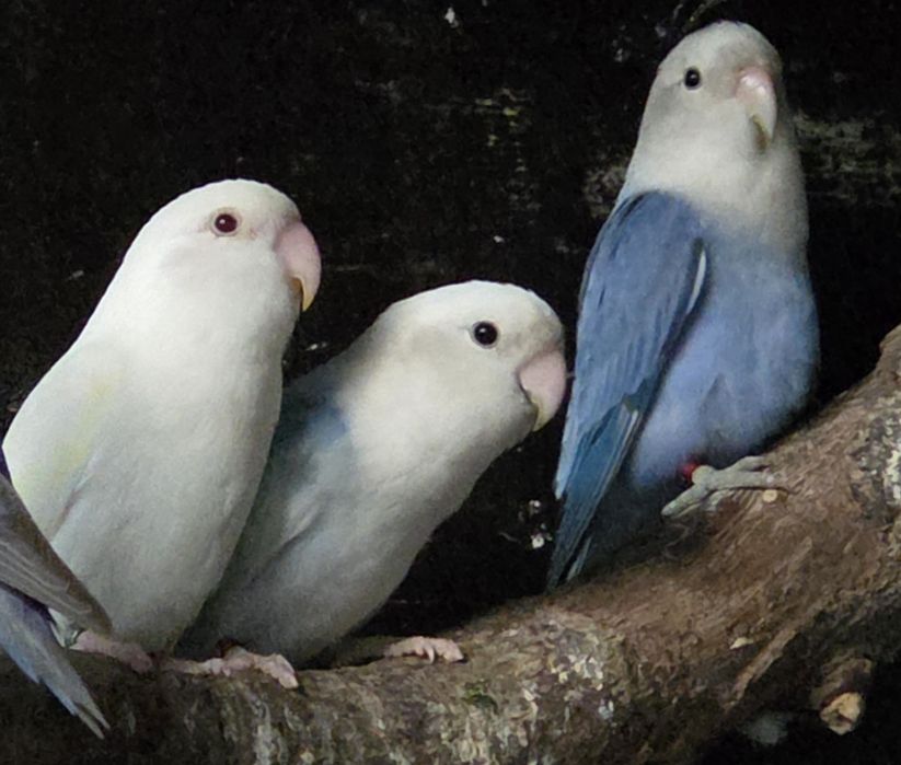 Nierozłączki czerwonoczelne ZAMIANIA