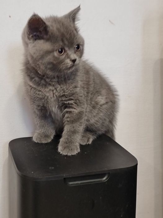 Kotek kocurek niebieski  brytyjski