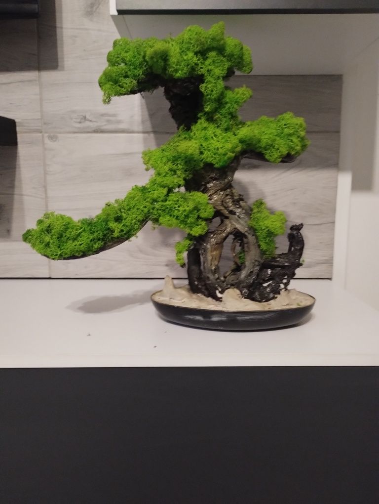 Cudne Bonsai...drzewa