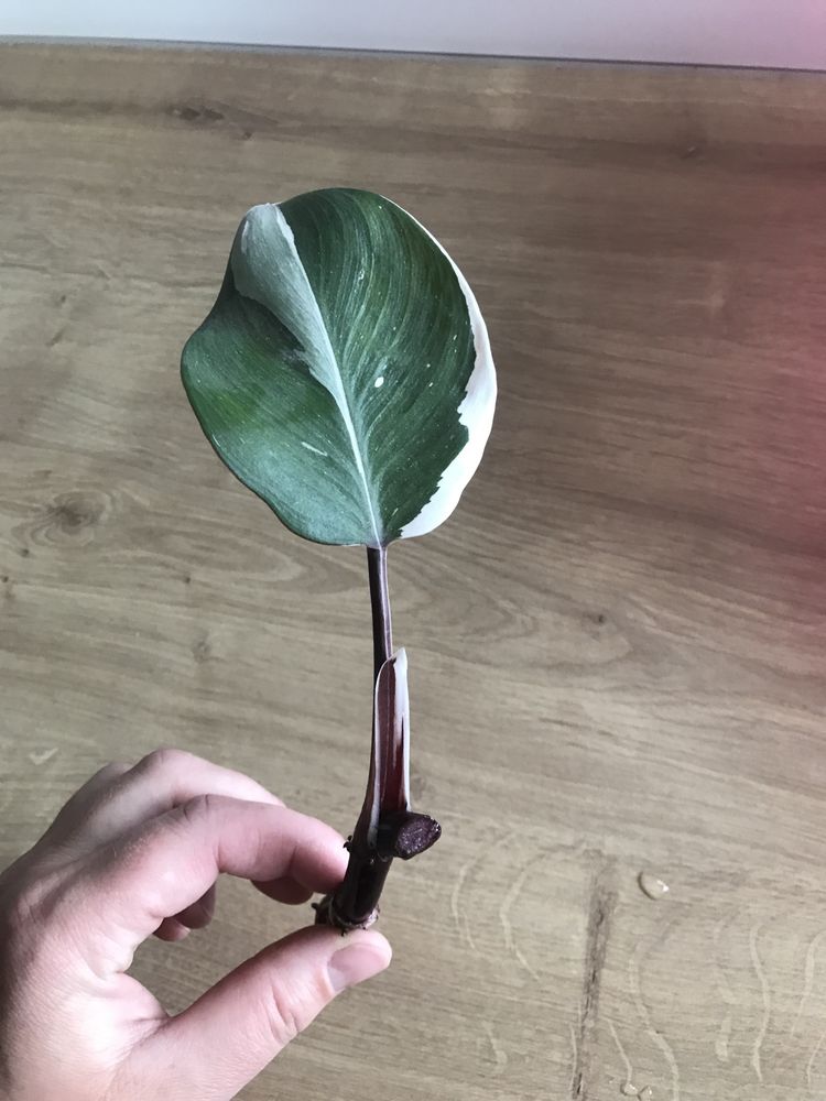 Filodendron white knight