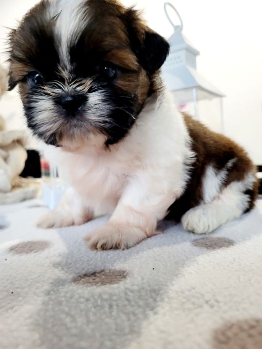 Sunia shih tzu rodowód chip wyprawka