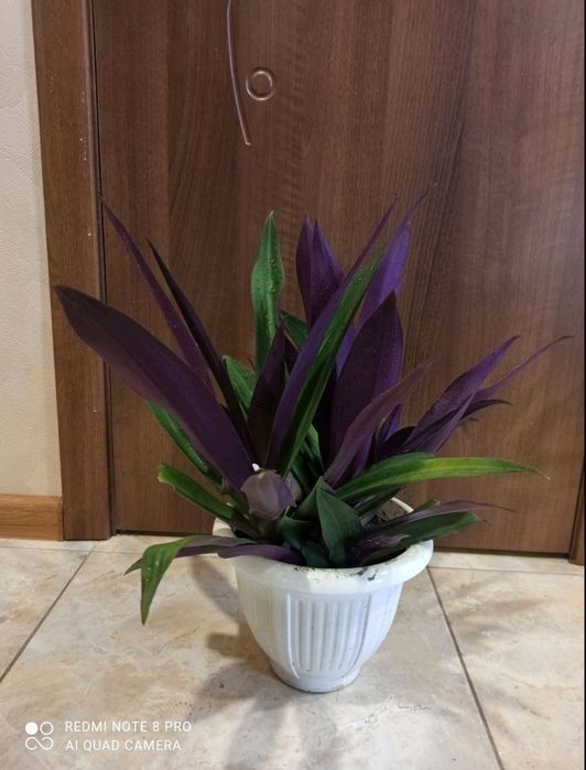 Кімнатні рослини квіти кімнатні цветы комнатные растения комнатные