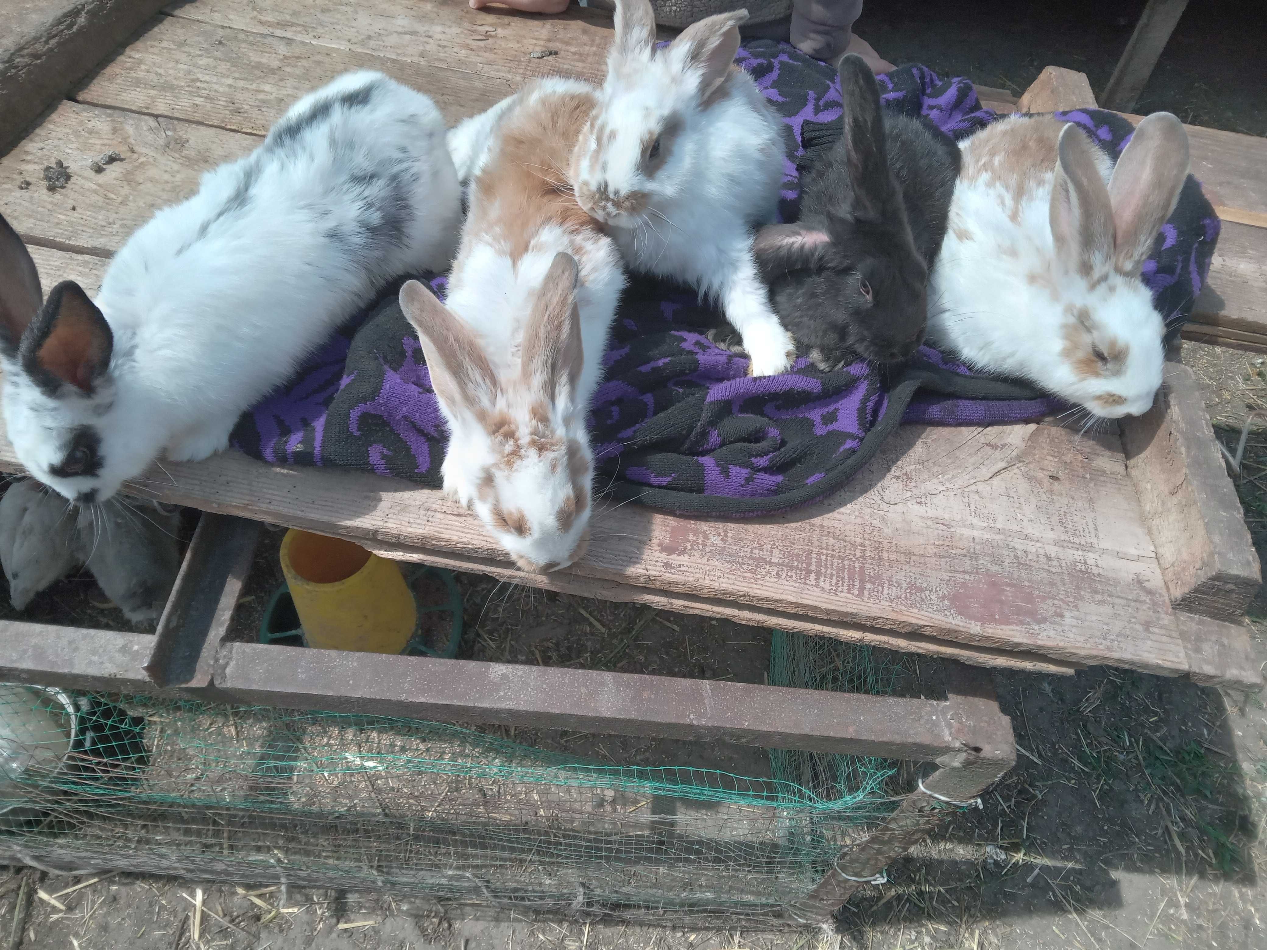 Кролики живою вагою