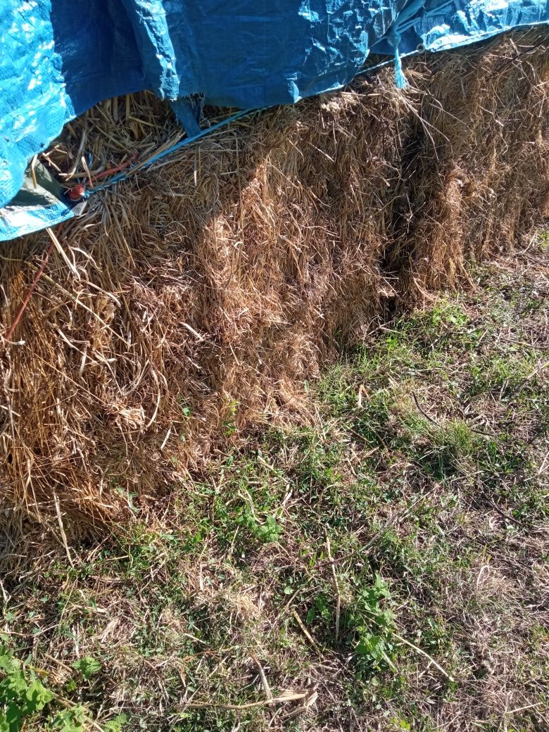 Feno nasxidiso, fardos de 320 kg,+ ou -