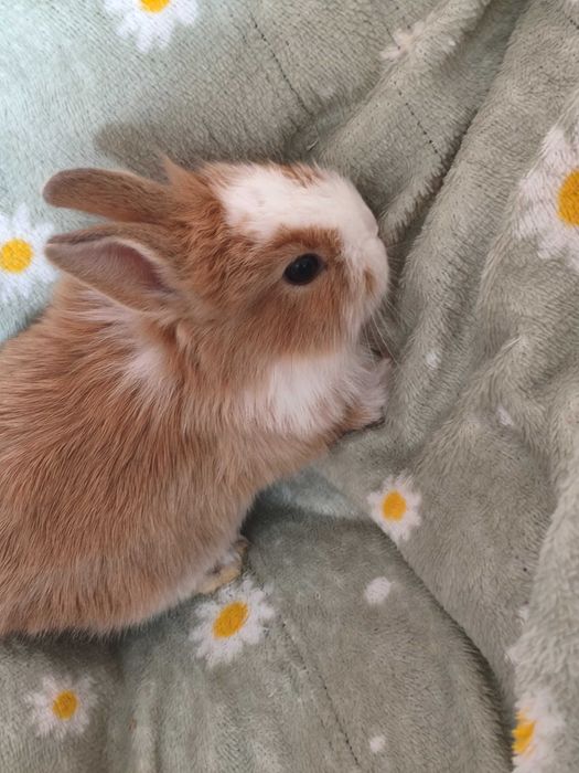 Декоративні кролики