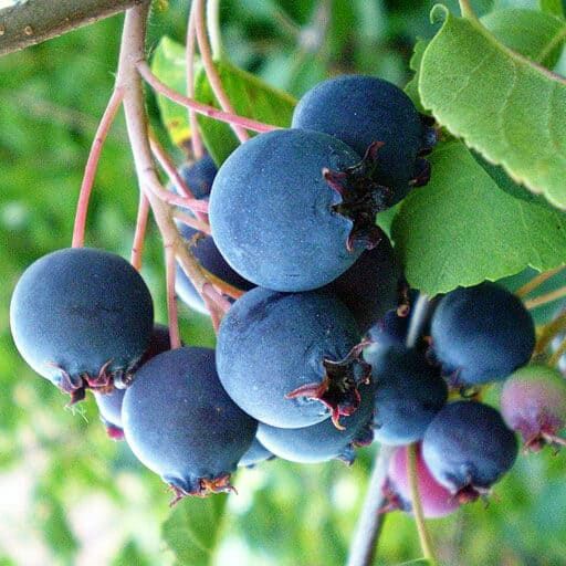 Саженцы , Ирга" Звездная ночь"