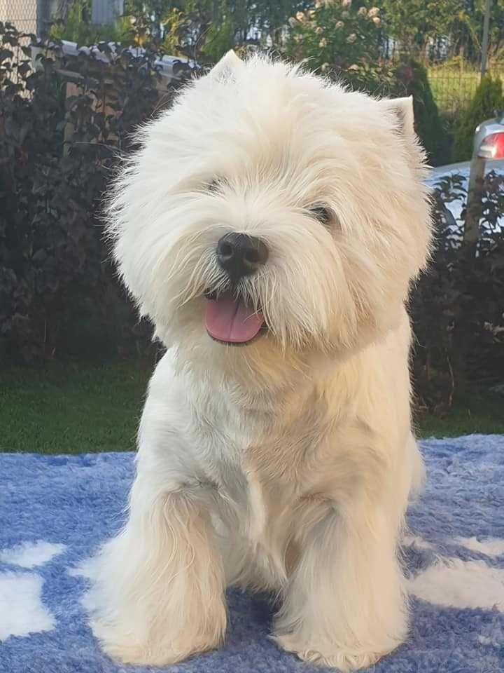 West Highland White Terrier - suczka ZKWP / FCI