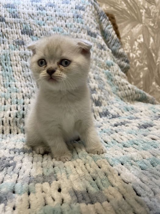 Кошенята срібна шиншила поінт