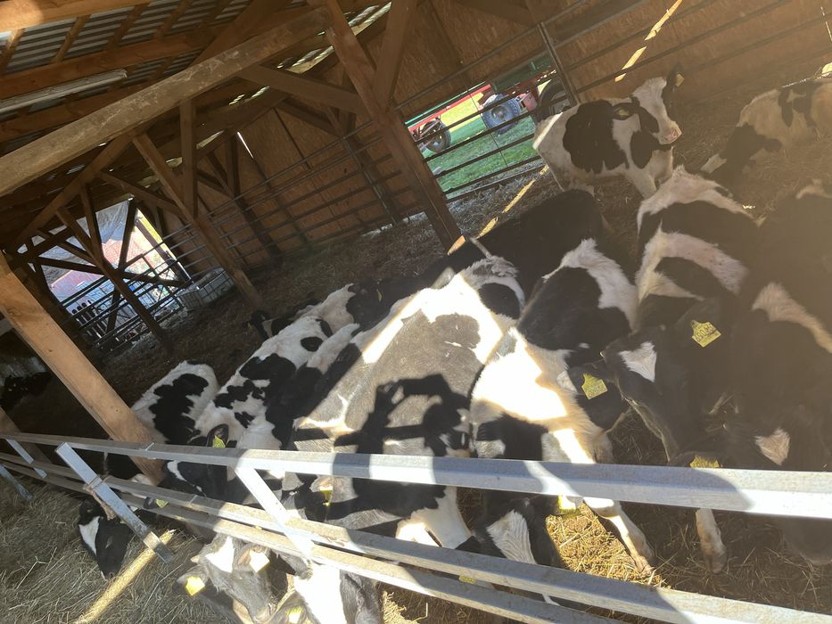 Byki ncb nowa dosatwa