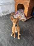 Cadela, com vacinas em dia