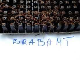 tuja szmaragd, danica gold, danica, hoseri, europe gold