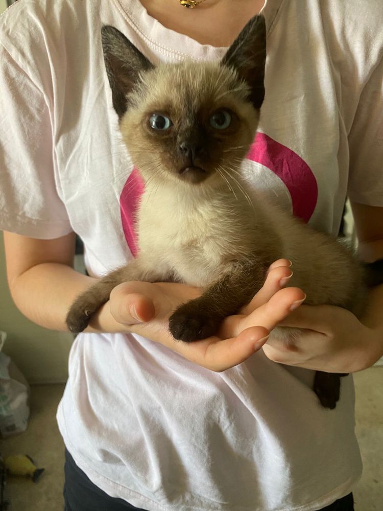Gatinho macho 2,5 meses adopcão