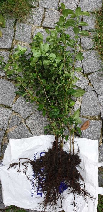 Pigwowiec, sadzonki 5 szt - _wysył.