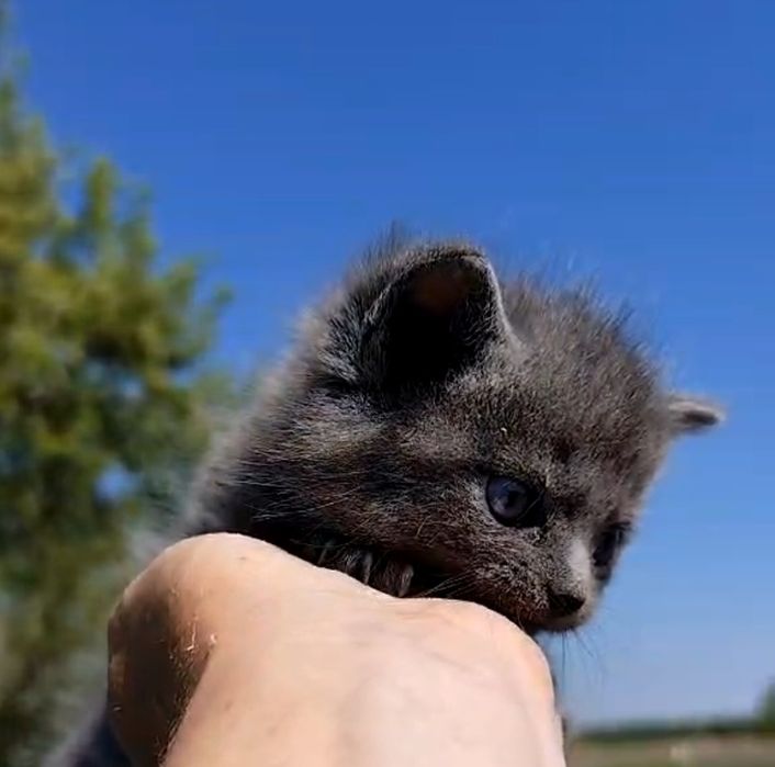 Котик лымчатого окраса для любви