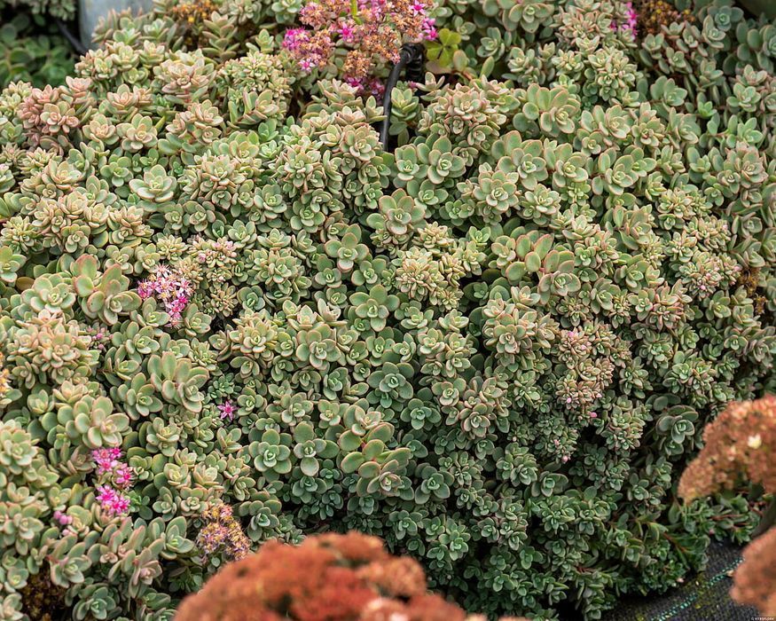 Rozchodnik 'Rosenteppich' Sedum C1.5