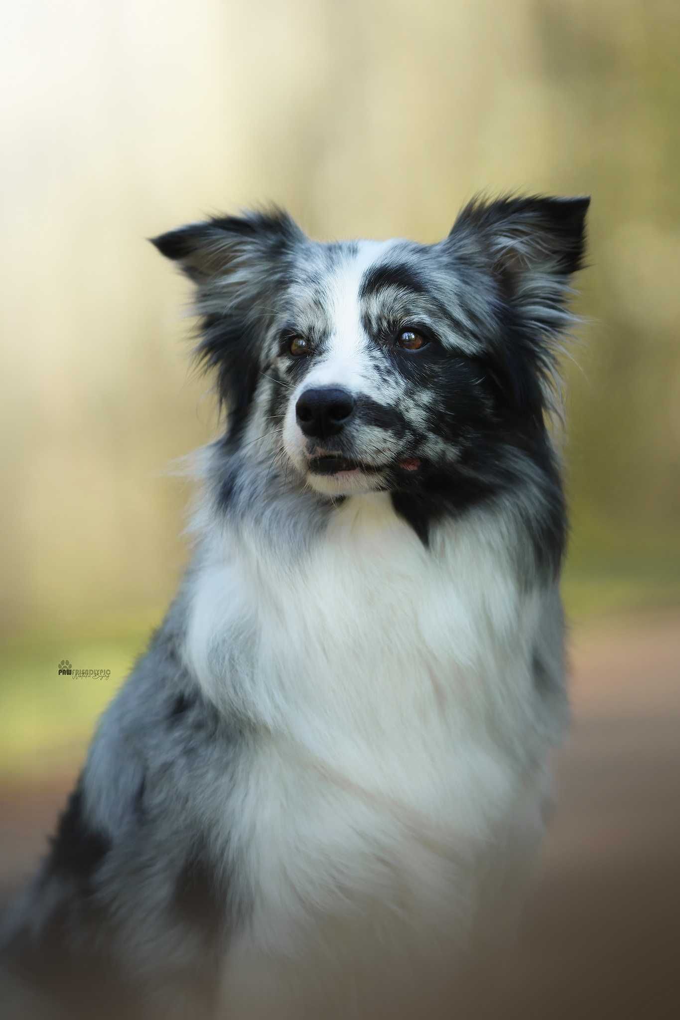 Zapowiedź miotu Border Collie FCI