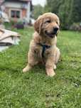 Szczeniak Golden Retriever