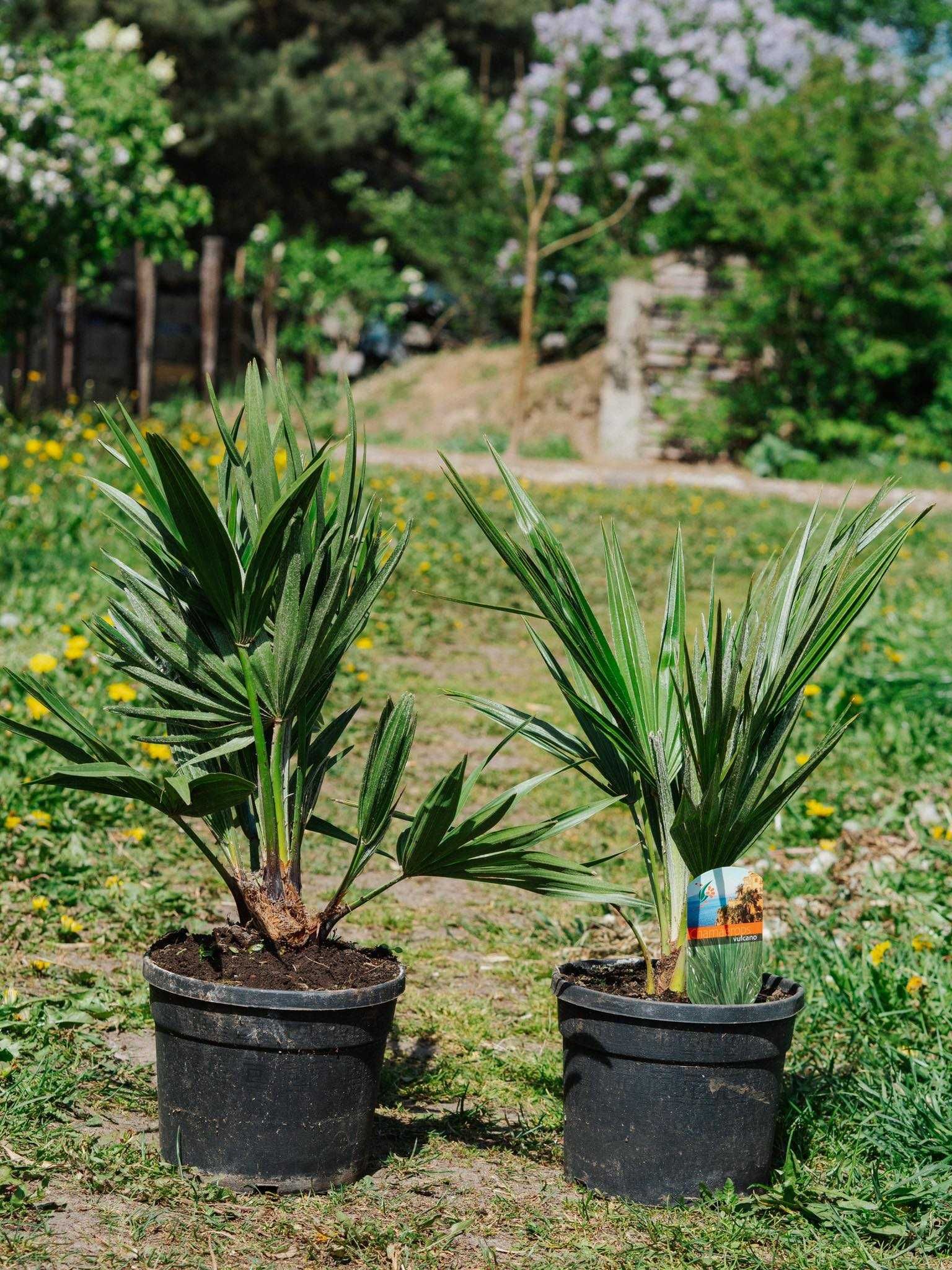 Palma mrozoodporna Karłatka VULCANO Chamaerops humilis paszport i FV