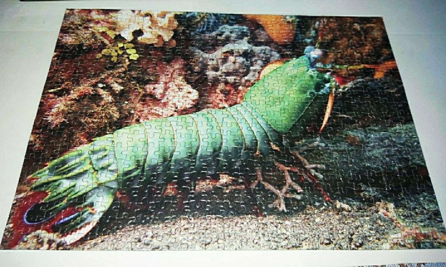 Puzzle Peacock Mantis Shrimp puzzle 500