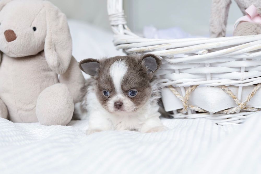 Xxxs chihuahua FCI chłopak