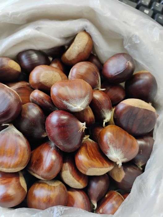 Castanhas doces , biológicas tamanho médio