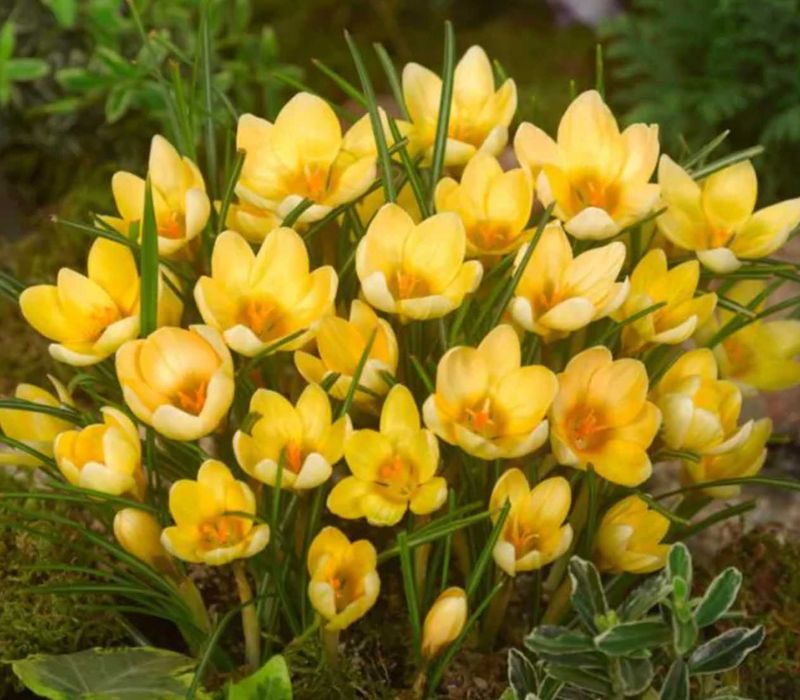 Żółty Krokus Romance 200 cebulek