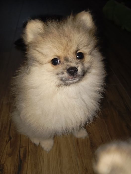 Красавчики Померанские Шпицы.