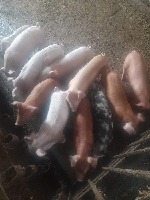 Продаються поросята.