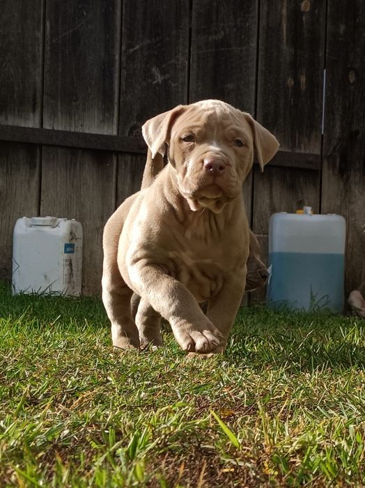 Szczeniaki bandog- cane corso dog argentyński mastino amstaff