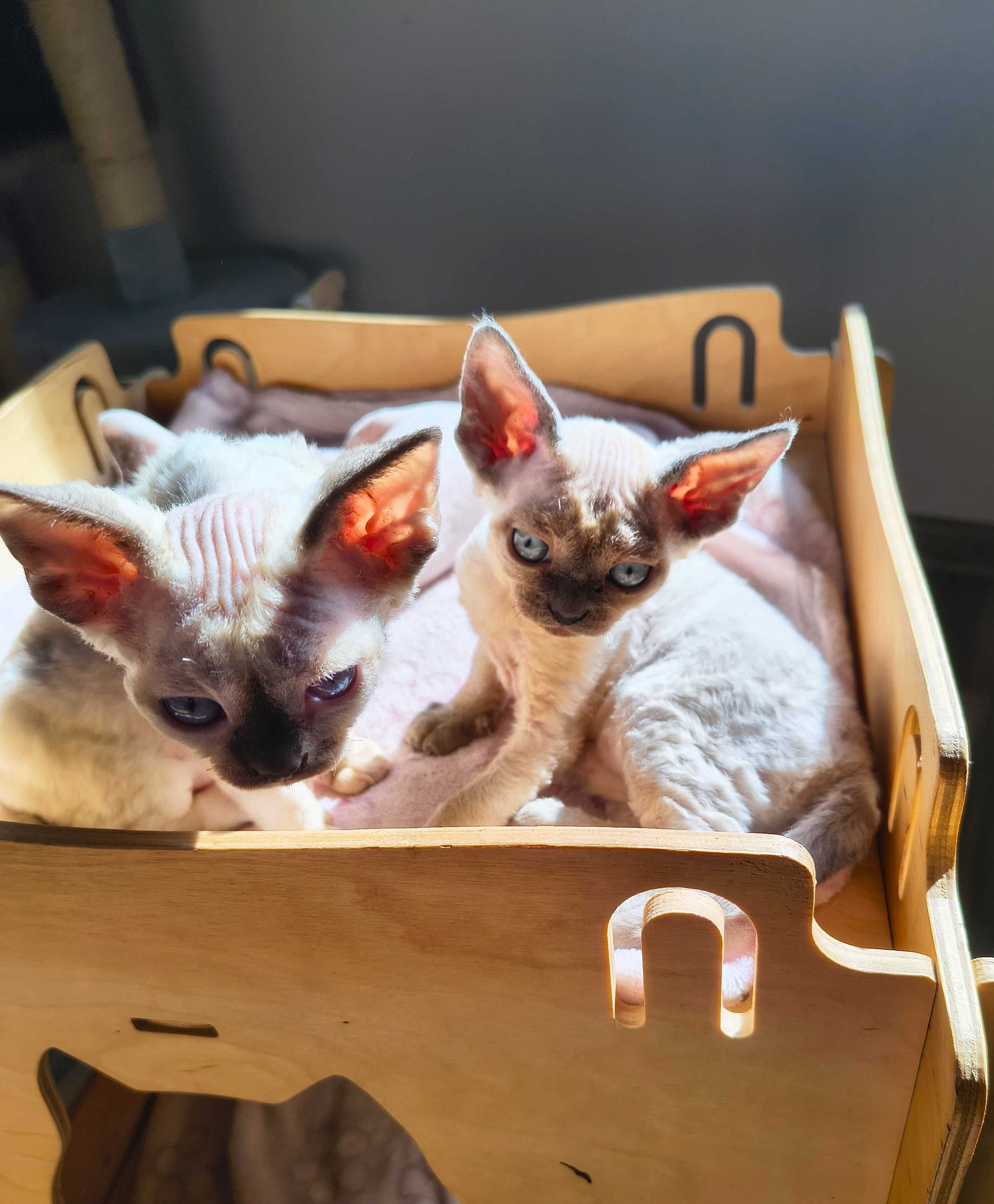 Koteczka Devon Rex ZANDAJA Sali Cat*PL