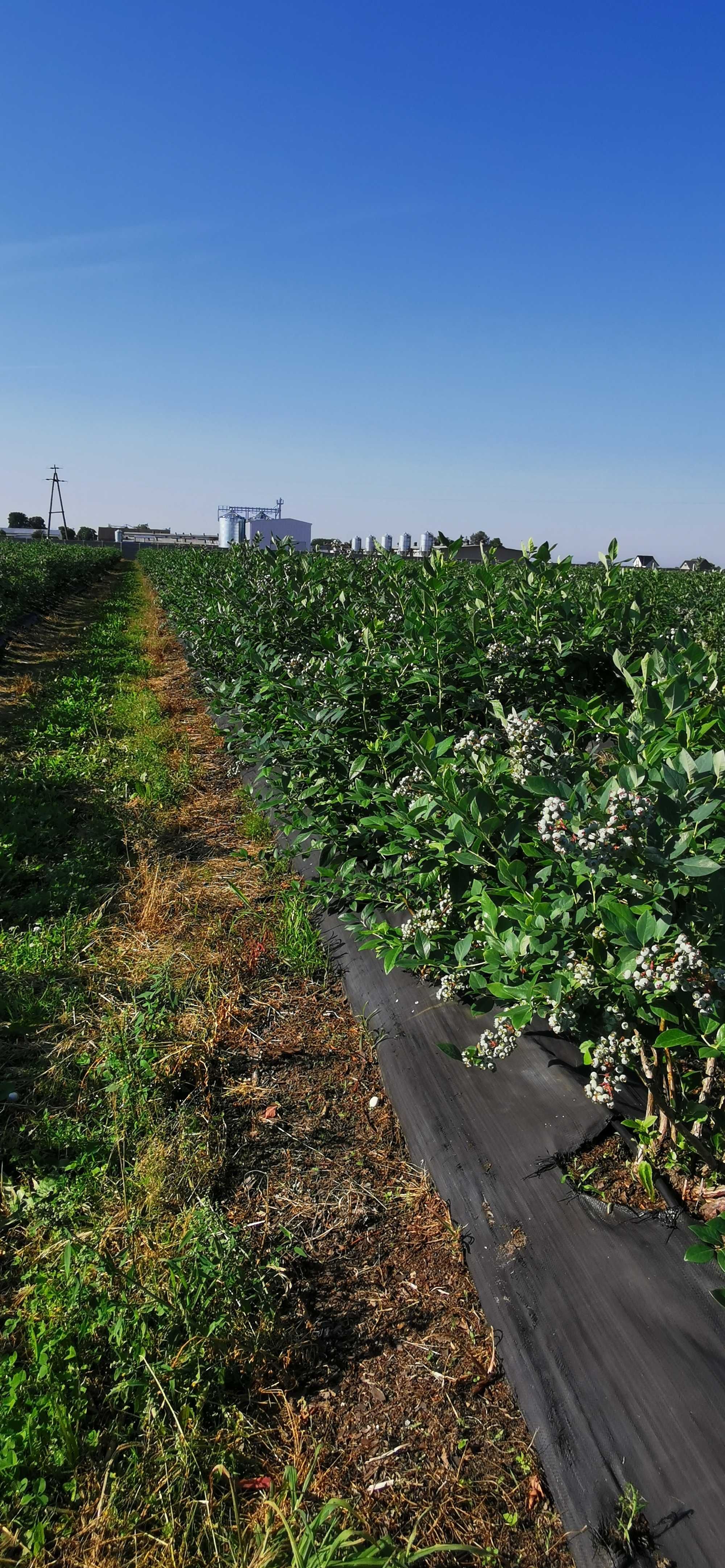 Borówka amerykańska krzewy z plantacji,  borówki amerykańskie