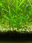 Trawa akwariowa vallisneria