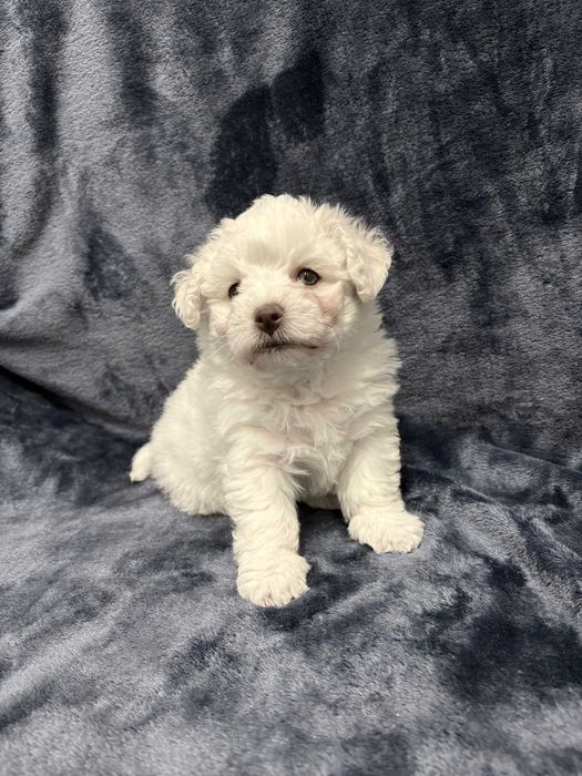 Wyjątkowy chłopczyk Bichon Frise FCI