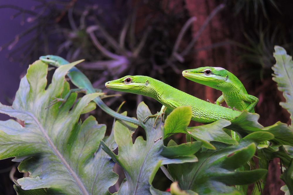 jaszczurka trawiasta, takydromus dorsalis, zielona, dzienna, nie gekon