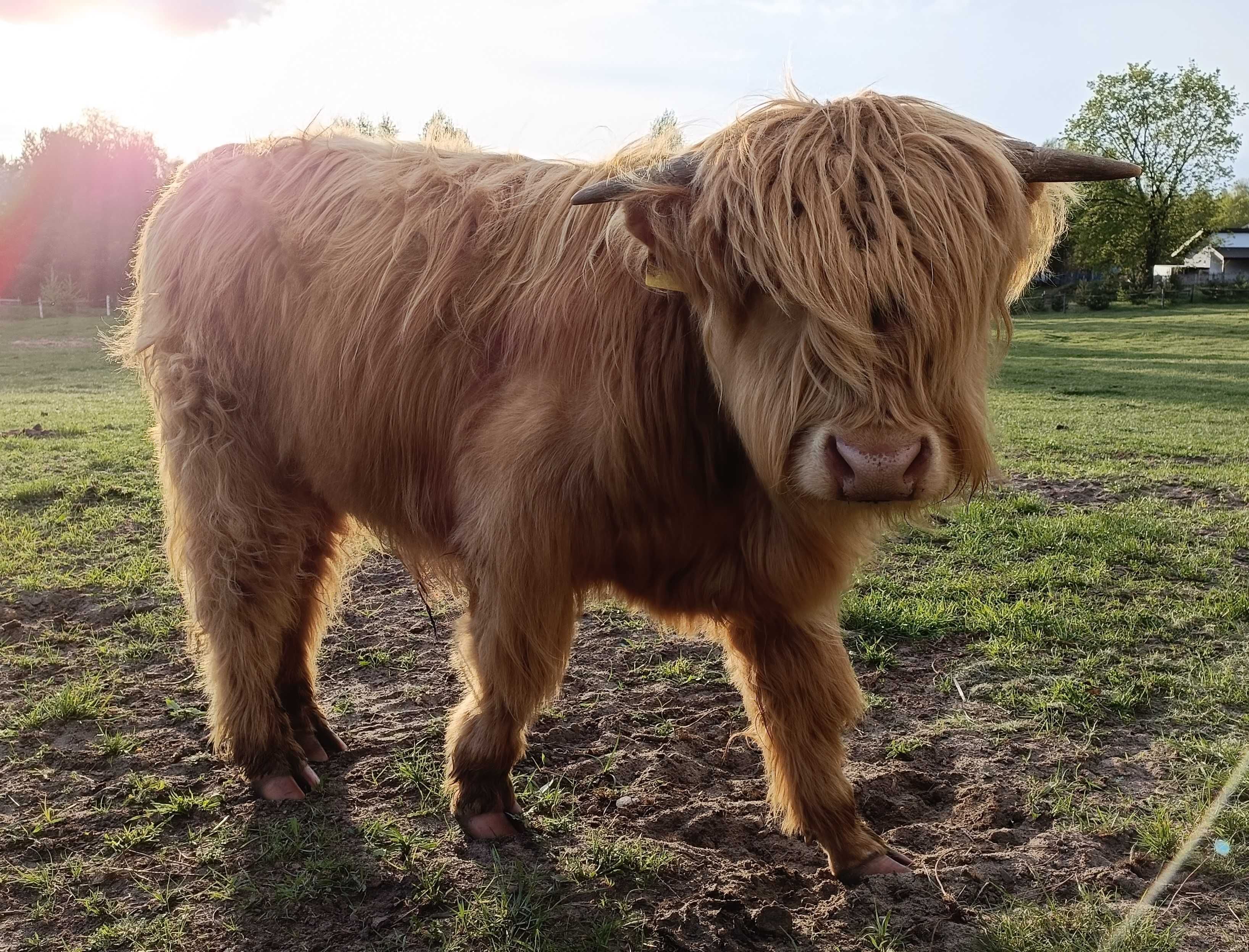 Byczki 6 szt. z 2023 roku Highland „Szkockie bydło górskie” (HI)