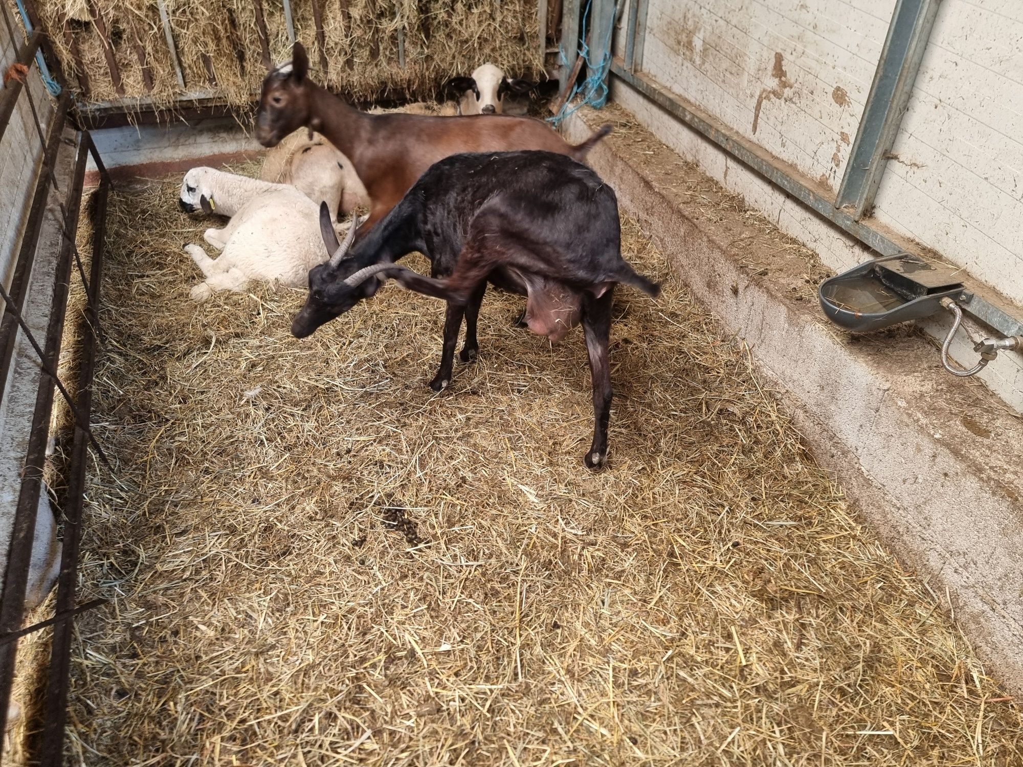 Cabras marciana novas a dar leite.
