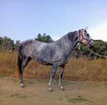 Égua cruzada de lusitana