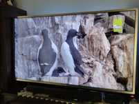 Philips TV LED 55 cali, Smart TV