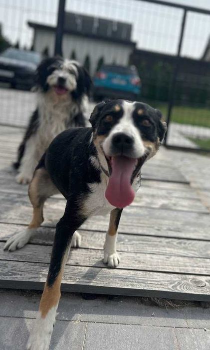 Dwie piękne suczki z pełnym wyposażeniem