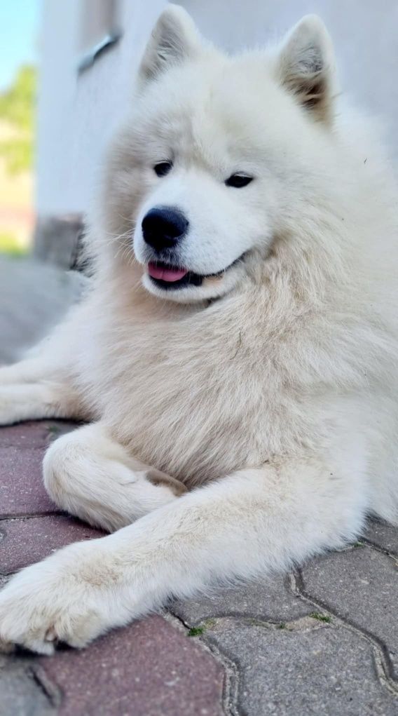 Samoyed szczeniak FCI