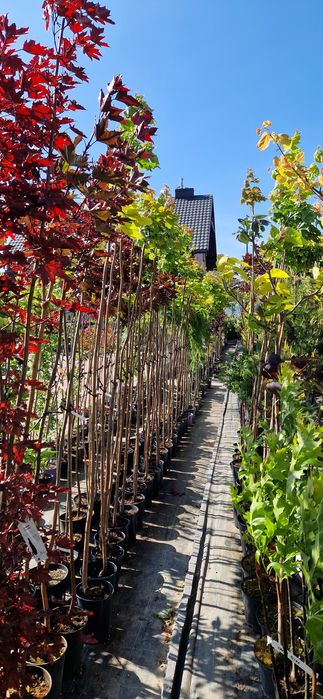 Szkółka roślin, ogrody, tuja szmaragd, katalpa, hortensja, róża, cis