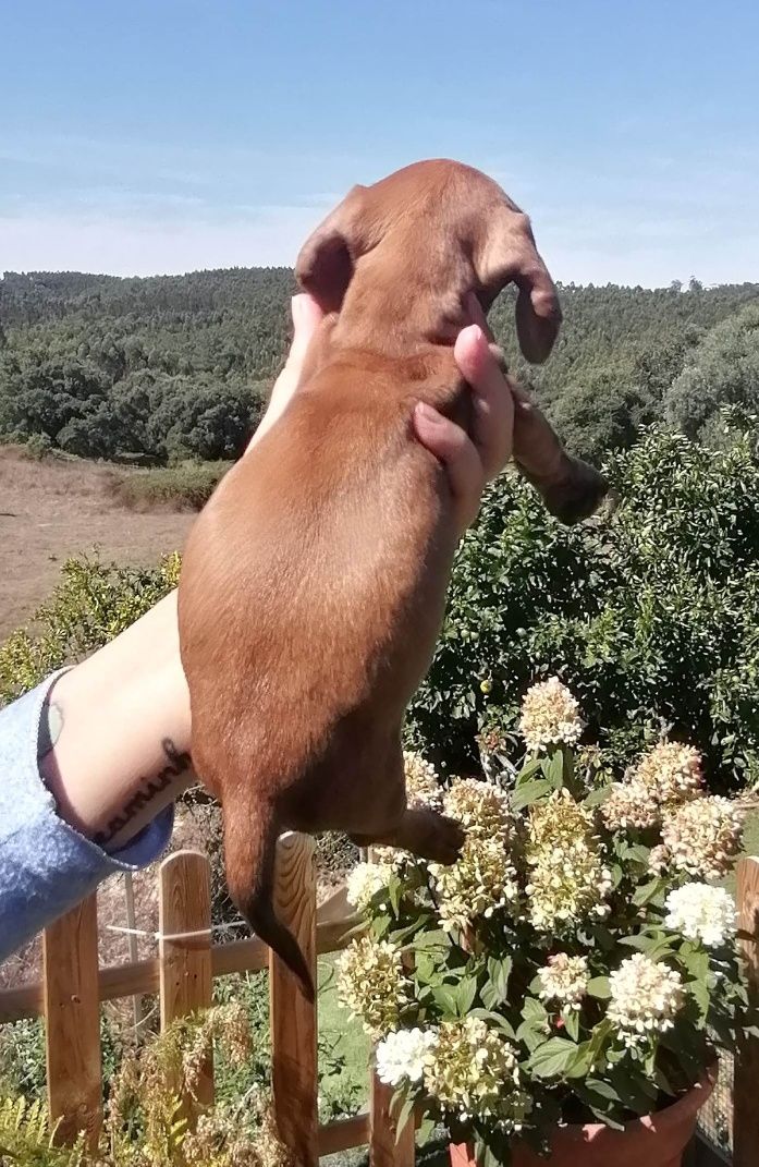 Teckel miniatura castanha