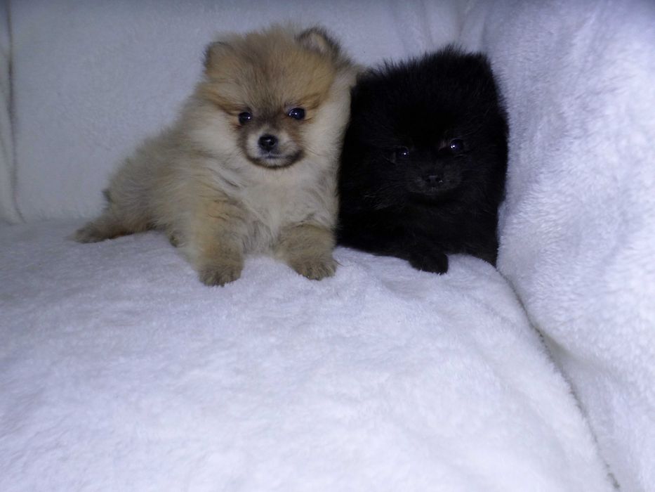 Szpic miniaturowy puchaty  piesek