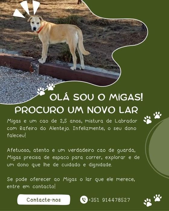 Cão Rafeiro Alentejano c/cruzamento labrador