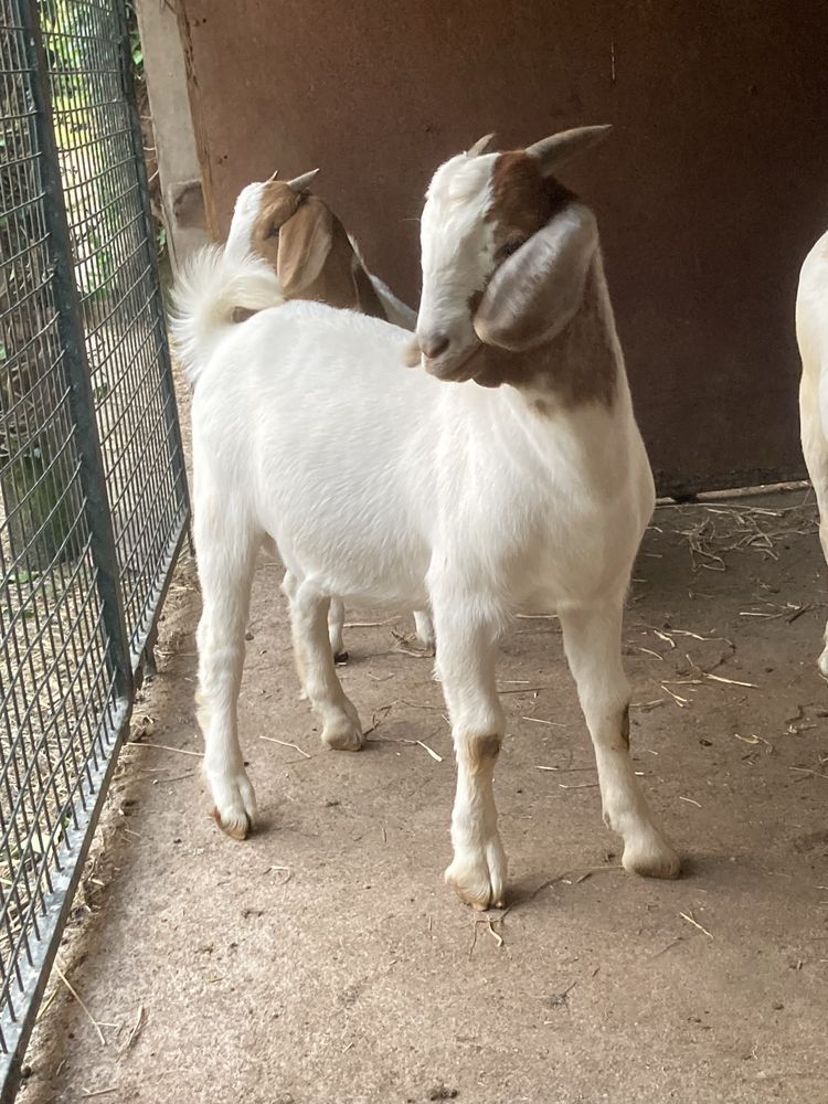 Cabrito Boer puro