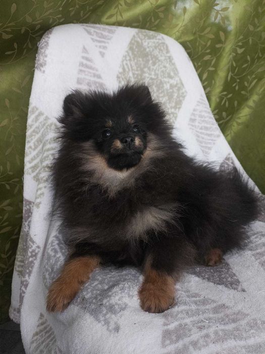 Wzorcowa suczka Małego Szpice Black and tan rodzice FCI