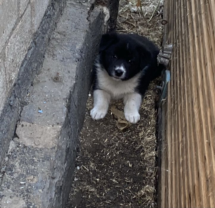 Віддам цуценят в добрі руки.